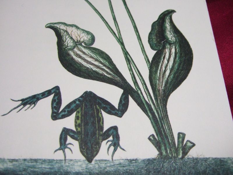 Frog Catesby