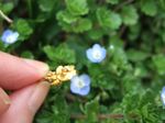 Speedwell ring