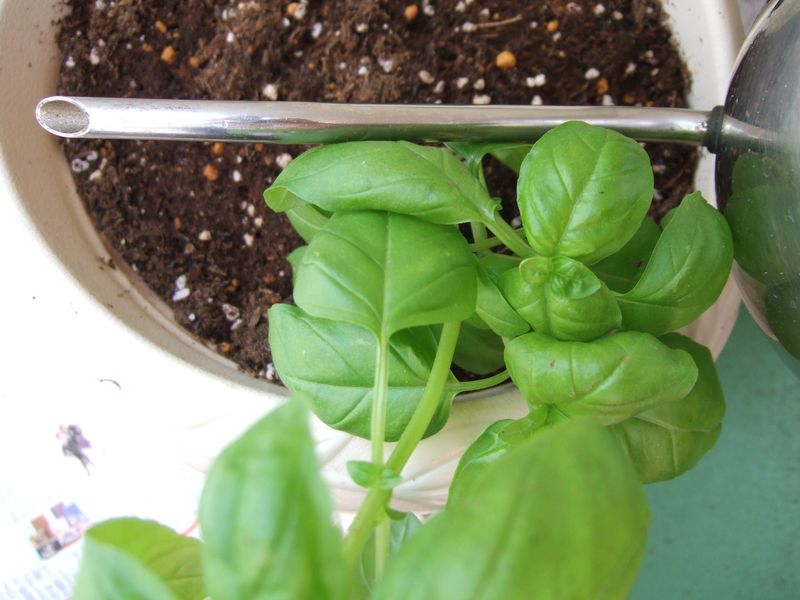 Basil & Heart pea