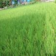 緑香。 Rice field