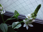 White flower