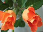 Rose orange