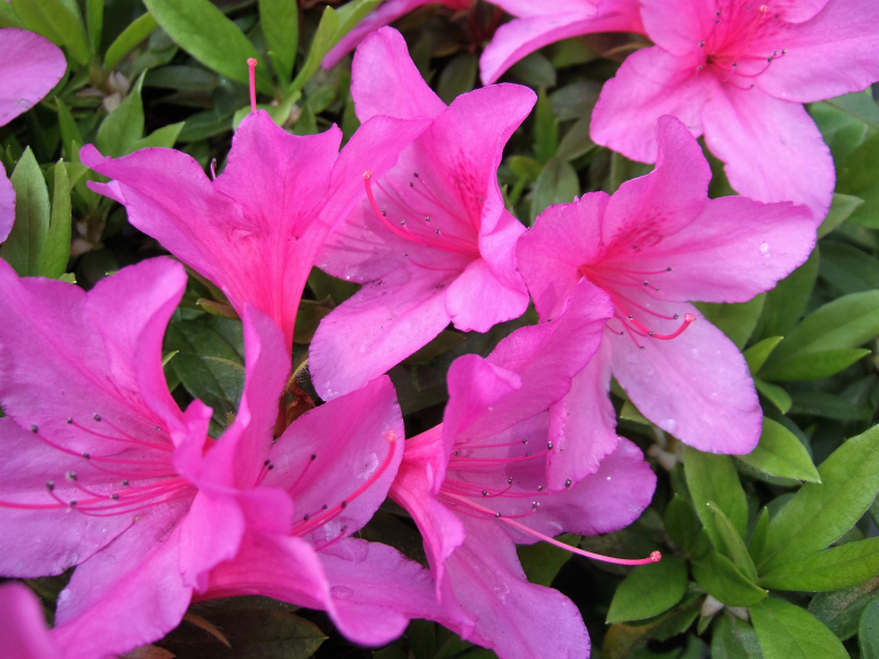 Azalea pink