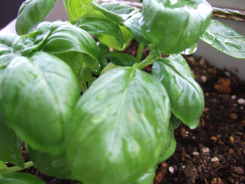 110517 Basil