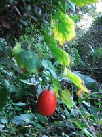 Serpent gourd