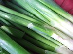 Long onions