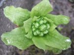 Butterbur2