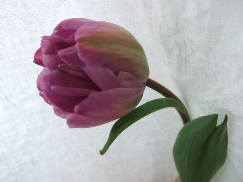 Tulip Jan2016