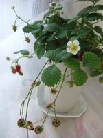 Wild strawberry