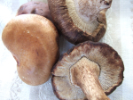 Shiitake