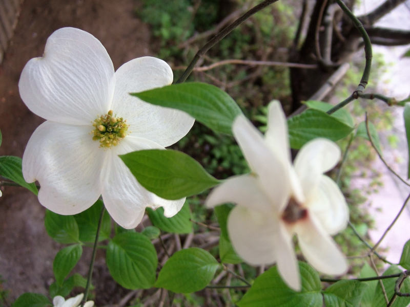 Dogwood