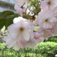 八重桜、イチヨウ。 Ichiyou