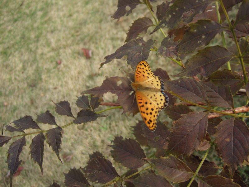 Butterfly orange