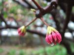 Daphne in the rain