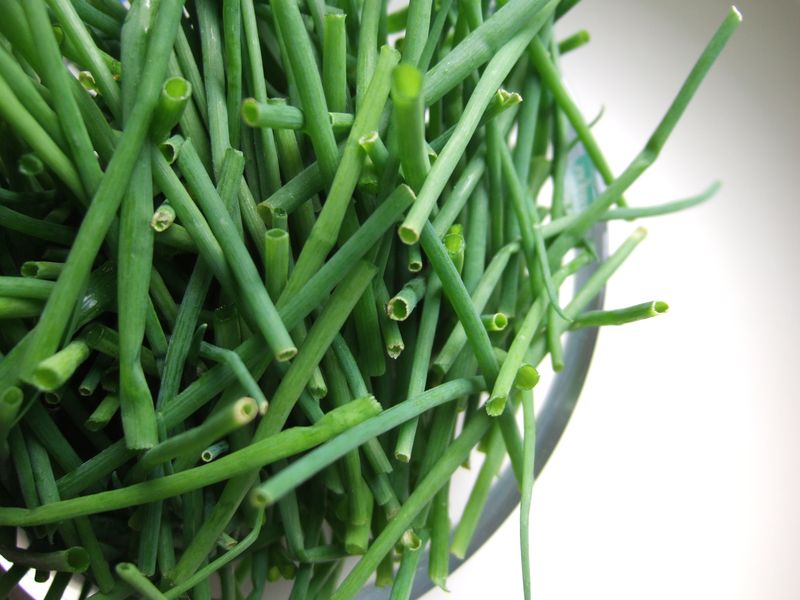 Young Green Onion Shoots