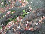 Last petals