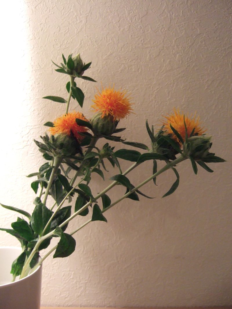 Safflower