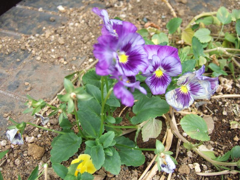 Pansy