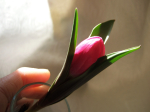 Small tulip
