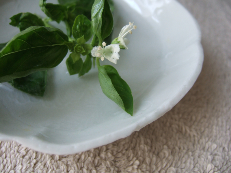 Basil flower