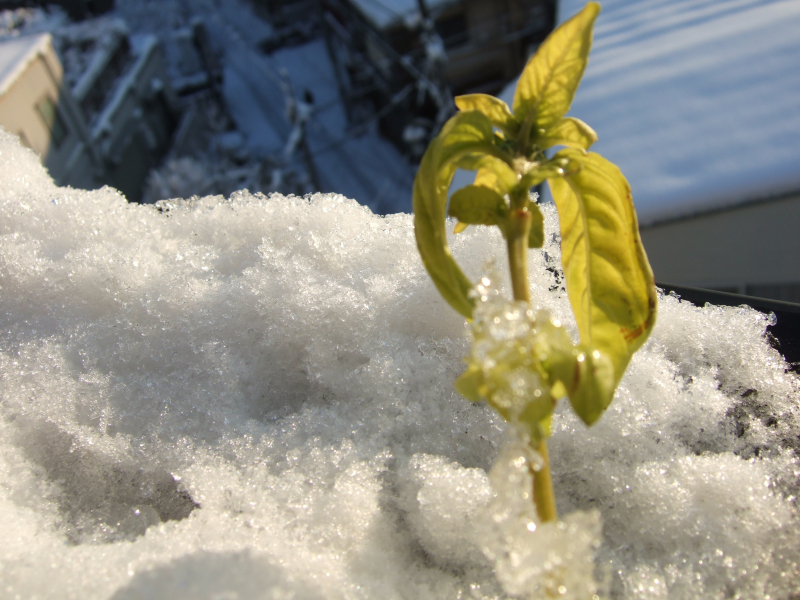 Morning snow