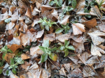 Ginko leaves