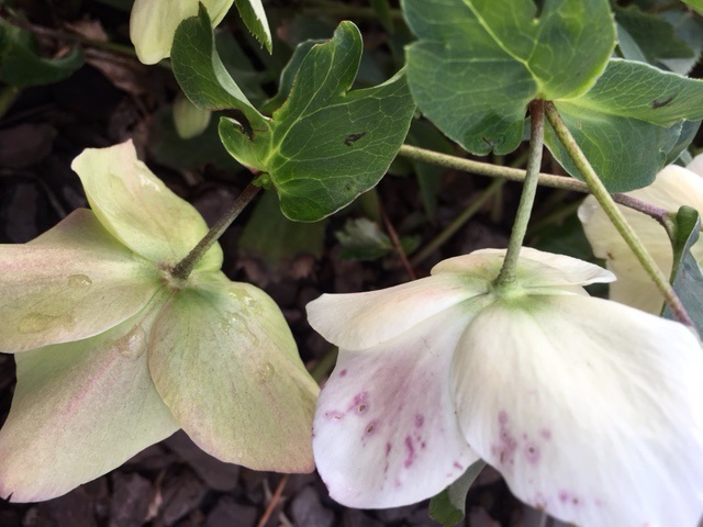 Helleborus