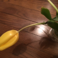 蕾みから17日目。 Yellow tulip