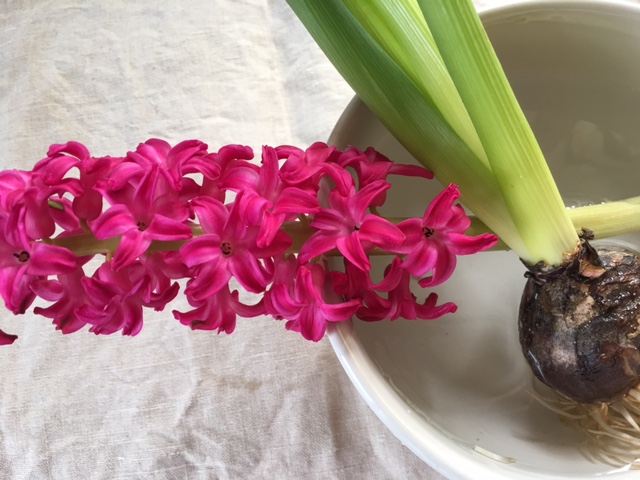 Hyacinth2