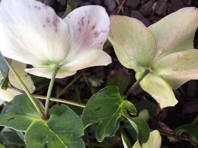 Helleborus