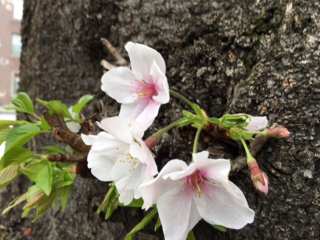 Cherry tree trunk