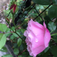 雨粒。 Pink rose