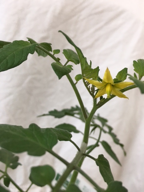 Yellow cherry tomato