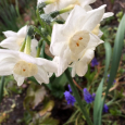 白水仙　White daffodil