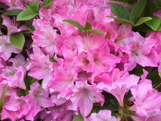 Azalea 2019