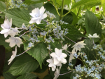 Hydrangea 2019-2