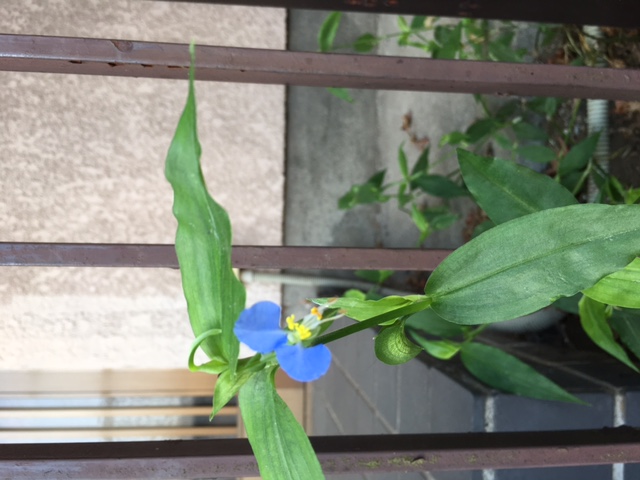 Asiatic dayflower