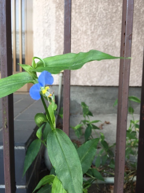 Asiatic dayflower