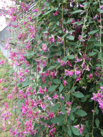 Bush clover