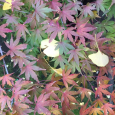 晩秋の。 Autumn leaves