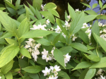 White flowers