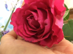 Rose 070620