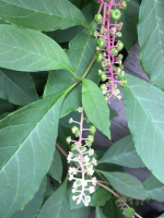 Pokeweed