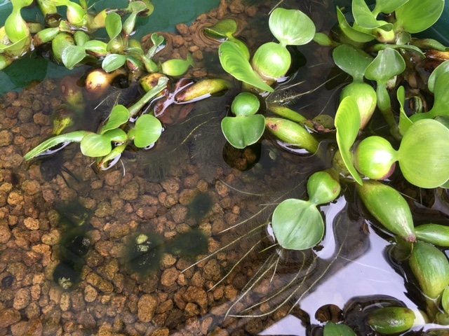 Common water hyacinth 