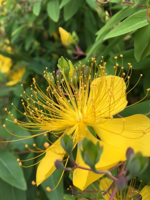 Yellow flower perhaps hypericum family