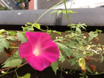 Morning glory_Sep 2020