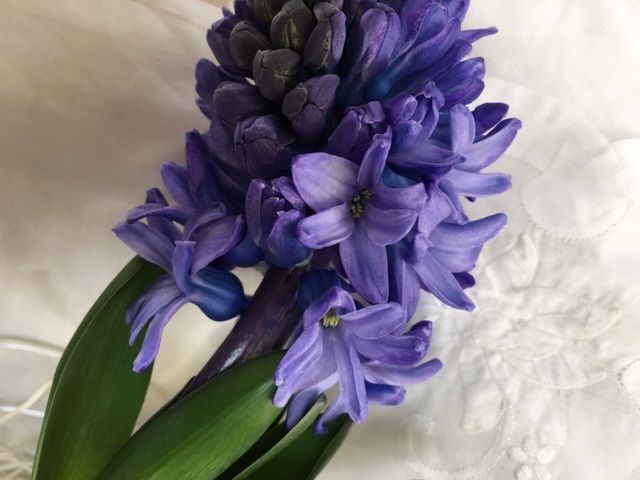 Hyacinth2