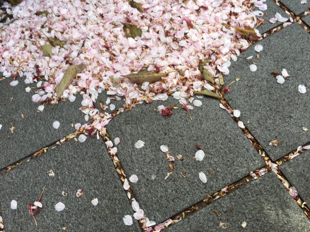300321 Cherry blossoms fall.