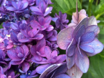 Purple_Hydrangea 2021