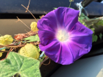 Zangetsu_Morning glory4